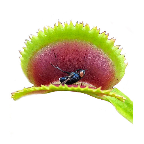 Рослина Хижак Венерина мухоловка Дентана L AlienPlants Dionaea muscipula Dentate Plants