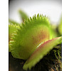 Рослина Хижак Венерина мухоловка Дентана L AlienPlants Dionaea muscipula Dentate Plants