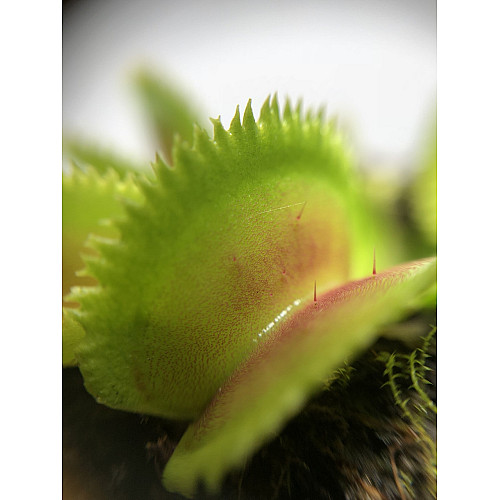 Рослина Хижак Венерина мухоловка Дентана L AlienPlants Dionaea muscipula Dentate Plants