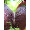 Рослина хижак Венерина Мухолівка AlienPlants B52 Dionaea muscipula B52 L (SUN0001CP)
