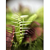 Рослина хижак Венерина Мухолівка AlienPlants B52 Dionaea muscipula B52 L (SUN0001CP)