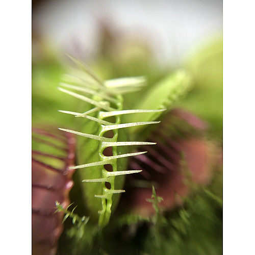 Рослина хижак Венерина Мухолівка AlienPlants B52 Dionaea muscipula B52 L (SUN0001CP)