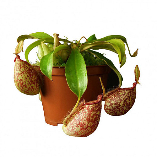 Рослина хижак Непентес Хукеріана AlienPlants Nepenthes Hookeriana Рослини (SUN006CP)