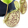 Рослина хижак Непентес Хукеріана AlienPlants Nepenthes Hookeriana Рослини (SUN006CP)