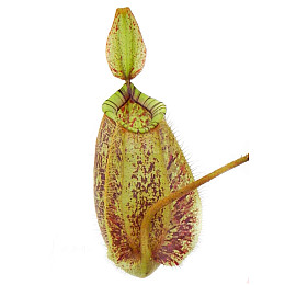 Рослина хижак Непентес Хукеріана AlienPlants Nepenthes Hookeriana Рослини (SUN006CP)