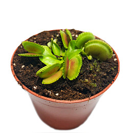 Растение Хищник Венерина мухоловка Дентата AlienPlants Dionaea muscipula Dentate S Plants (SUN0017CP)