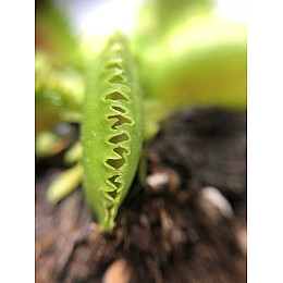 Рослина Хижак Венерина мухоловка Дентата AlienPlants Dionaea muscipula Dentate S Рослини (SUN0017CP)