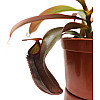Непентес Сангвинея Растение хищник AlienPlants Nepenthes Sanguinea Plants (SUN007CP)