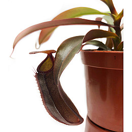 Непентес Сангвінея Рослина хижак AlienPlants Nepenthes Sanguinea Рослини (SUN007CP)