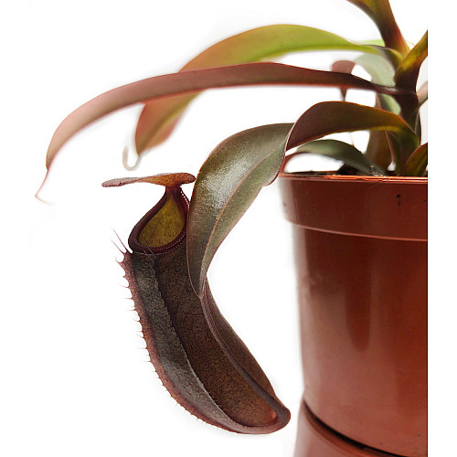 Непентес Сангвинея Растение хищник AlienPlants Nepenthes Sanguinea Plants (SUN007CP)