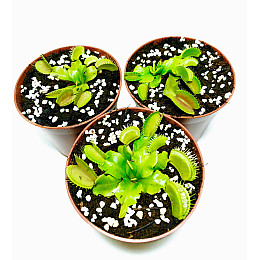 Рослина хижак AlienPlants Венерина Мухоловка Діонея S в горщику (SUN0020CP)