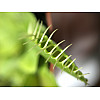 Растение хищник AlienPlants Венерина Мухоловка Дионея S в горшке (SUN0020CP)