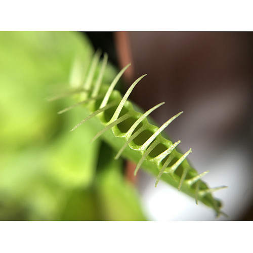 Растение хищник AlienPlants Венерина Мухоловка Дионея S в горшке (SUN0020CP)