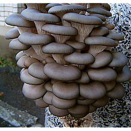 Мицелий Вешенки 2 кг (hub_pbeq41471)