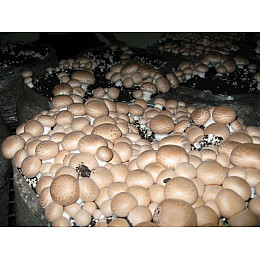 Грибний блок Королівського коричневого печериці Королівський 60х40 см 20 кг (hub_YXLT57324)