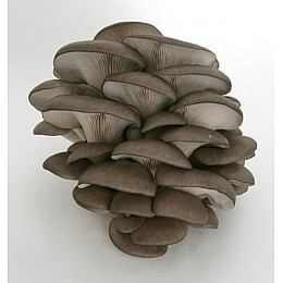 Грибна коробка гливи (hub_r2enra)