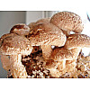 Мицелий Шиитаке зерновой 1 кг (hub_00t085)