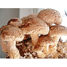 Мицелий Шиитаке зерновой 1 кг (hub_00t085)