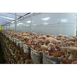 Грибний блок ШИІТАКЕ (hub_ryzjk0)