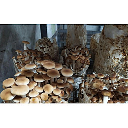 Мицелий опят тополиный зерновой 1 кг (hub_n03rs1)