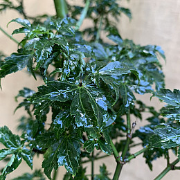 Большой японский клен Rovinsky Garden Japanese maple, acer palmatum Shishigashira, 2,5м, объем горшка 50л (RG027)
