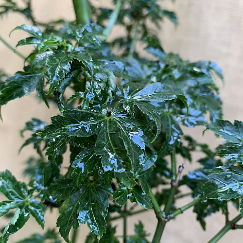 Большой японский клен Rovinsky Garden Japanese maple, acer palmatum Shishigashira, 2,5м, объем горшка 50л (RG027)
