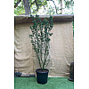 Большой японский клен Rovinsky Garden Japanese maple, acer palmatum Shishigashira, 2,5м, объем горшка 50л (RG027)