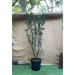 Большой японский клен Rovinsky Garden Japanese maple, acer palmatum Shishigashira, 2,5м, объем горшка 50л (RG027)