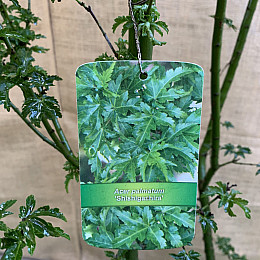 Большой японский клен Rovinsky Garden Japanese maple, acer palmatum Shishigashira, 2,5м, объем горшка 50л (RG027)