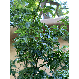 Большой японский клен Rovinsky Garden Japanese maple, acer palmatum Shishigashira, 2,5м, объем горшка 50л (RG027)