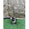 Японский клен Florinda Japanese maple, acer palmatum Garnet, 60-80см, объем горшка 3л