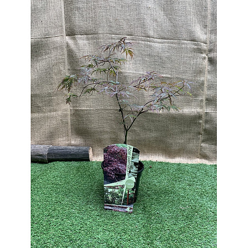 Японский клен Florinda Japanese maple, acer palmatum Garnet, 60-80см, объем горшка 3л