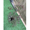 Японский клен Florinda Japanese maple, acer palmatum Garnet, 60-80см, объем горшка 3л