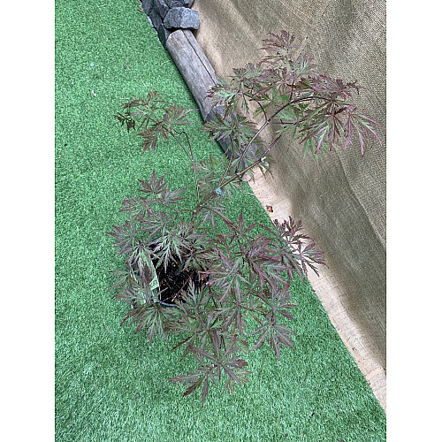 Японский клен Florinda Japanese maple, acer palmatum Garnet, 60-80см, объем горшка 3л