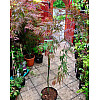 Японский клен Florinda Japanese maple, acer palmatum Garnet, 60-80см, объем горшка 3л