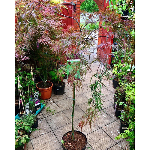 Японский клен Florinda Japanese maple, acer palmatum Garnet, 60-80см, объем горшка 3л