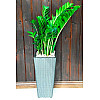 Замиокулькас Rovinsky Garden (Zamioculcas, Долларовое дерево), 40 - 60см, объем горшка 1л