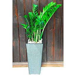 Замиокулькас Rovinsky Garden (Zamioculcas, Долларовое дерево), 40 - 60см, объем горшка 1л