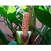 Замиокулькас Rovinsky Garden (Zamioculcas, Долларовое дерево), 40 - 60см, объем горшка 1л