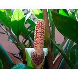 Замиокулькас Rovinsky Garden (Zamioculcas, Долларовое дерево), 40 - 60см, объем горшка 1л