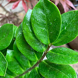 Замиокулькас Rovinsky Garden (Zamioculcas, Долларовое дерево), 40 - 60см, объем горшка 1л