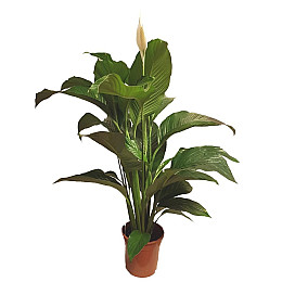 Спатифиллум Сенсация Florinda (Spathiphyllum Sensation), 2 растения в горшке, 130см, объем горшка 6л