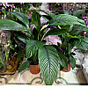 Спатифіллум Сенсація Florinda (Spathiphyllum Sensation), 2 рослини в горщику, 130см, об'єм горщика 6л