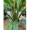 Спатифіллум Сенсація Florinda (Spathiphyllum Sensation), 2 рослини в горщику, 130см, об'єм горщика 6л
