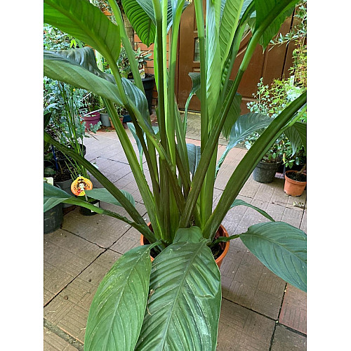 Спатифіллум Сенсація Florinda (Spathiphyllum Sensation), 2 рослини в горщику, 130см, об'єм горщика 6л