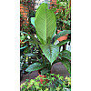 Спатифіллум Сенсація Florinda (Spathiphyllum Sensation), 2 рослини в горщику, 130см, об'єм горщика 6л
