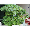 Фатсія японська Florinda Aralia japonica, висота 45см, об'єм горщика 0,7л