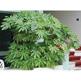 Фатсия японская Florinda Aralia japonica, высота 45см, объём горшка 0,7л