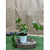 Фатсія японська Florinda Aralia japonica, висота 45см, об'єм горщика 0,7л
