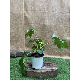 Фатсия японская Florinda Aralia japonica, высота 45см, объём горшка 0,7л